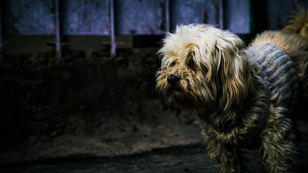 standing long-coated tan dog beside gray concrete wall