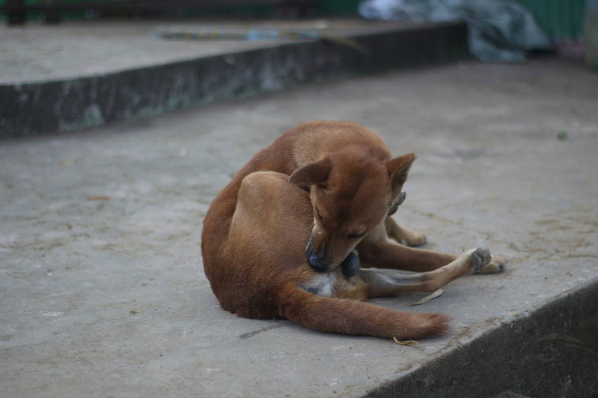 The beautiful dog sleeping on the floor.