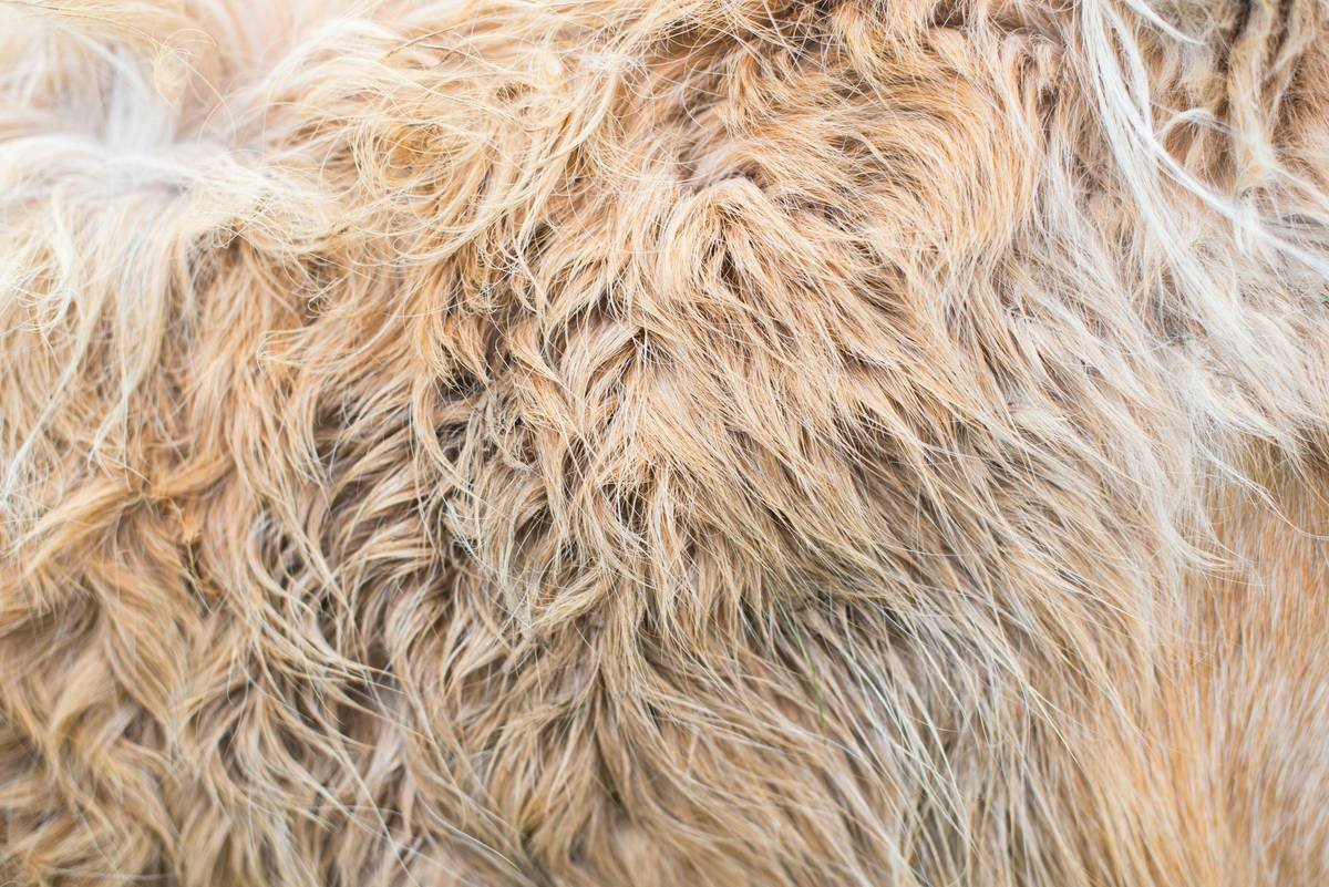 Veterinary-approved chart matching dog coat types (double, curly, wiry, hairless) to correct shampoo pH levels and key ingredients like colloidal oatmeal, aloe vera, or omega fatty acids