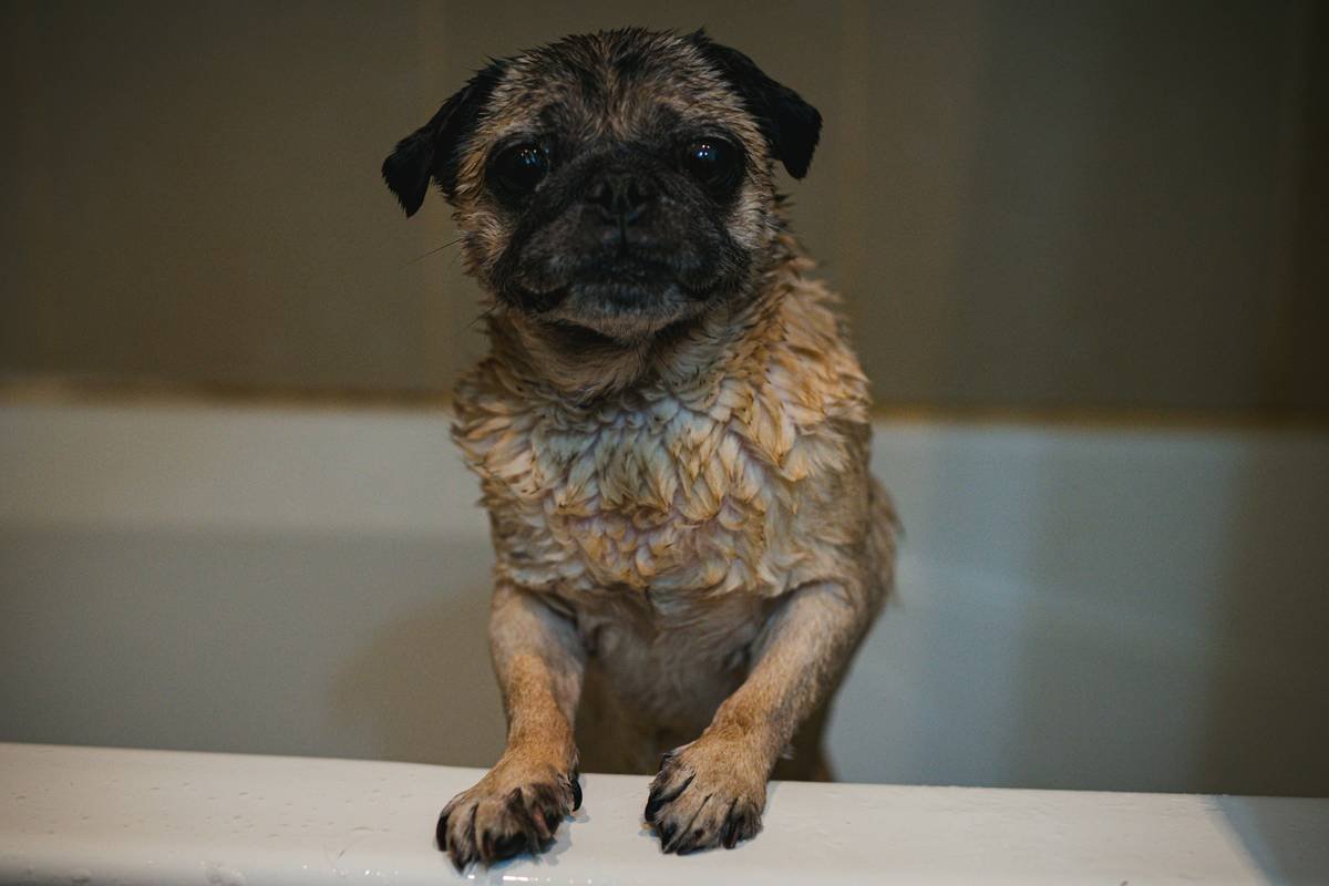 What Do Most Pet Owners Get Wrong About Balanced Formula Shampoo? (And How to Nail It)