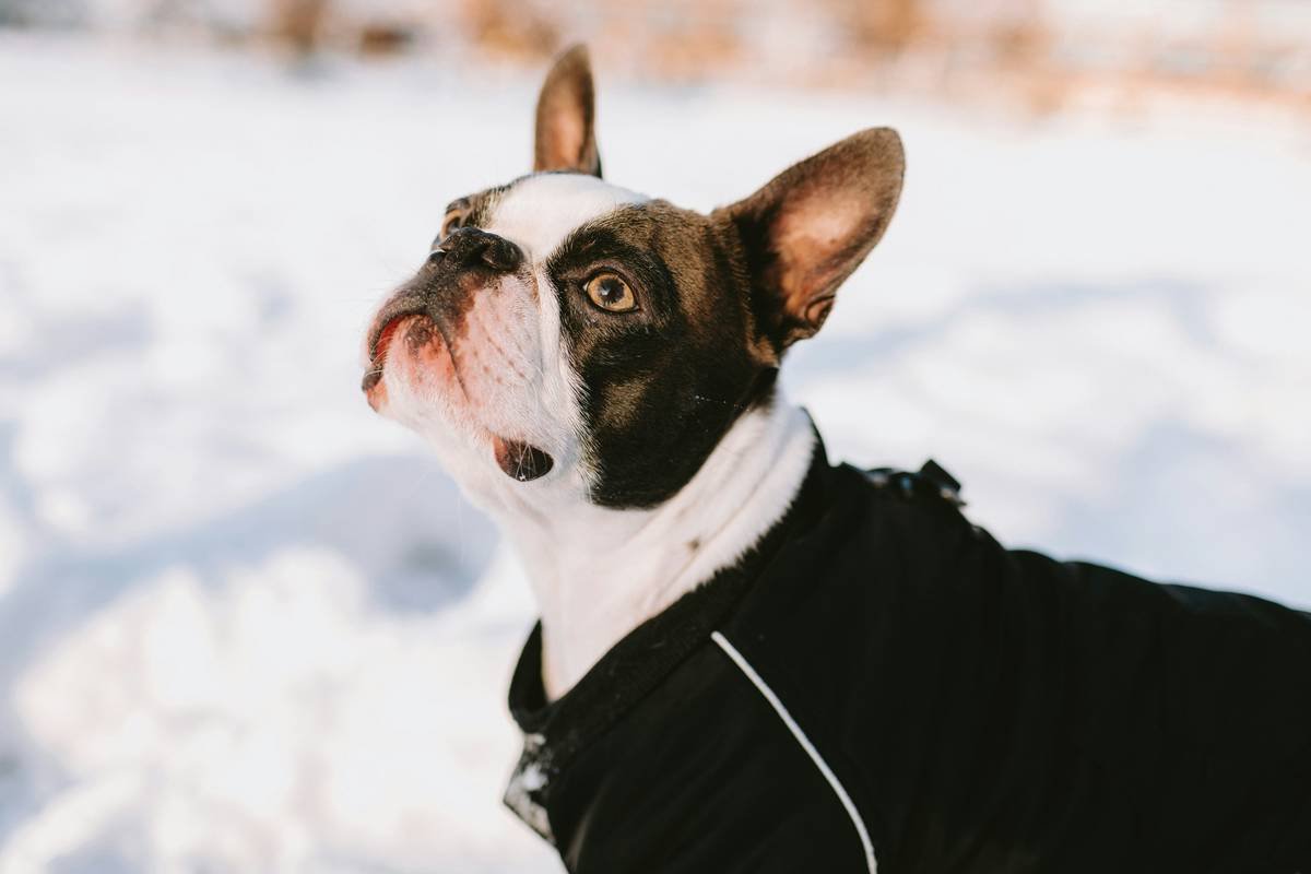 Why Your Dog’s Coat Feels Like Straw? The Truth About Brittle Hair Shampoo (And What Actually Works)