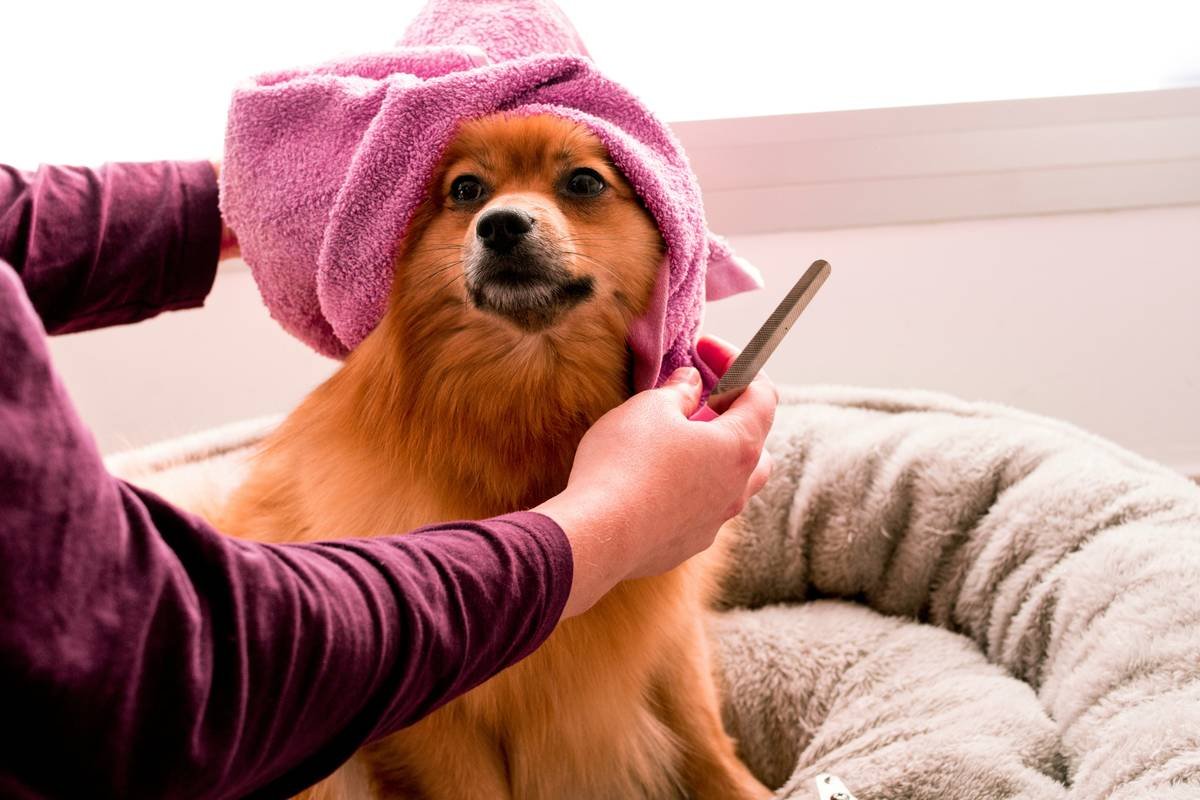 Why Your Dog’s Coat Needs a “Coat Type Shampoo Autumn 2023 Special” (And How to Pick the Right One)