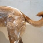 Why Your Dog’s Skin Is Itching (And Why a pH-Balanced Dog Bath Might Be the Fix)