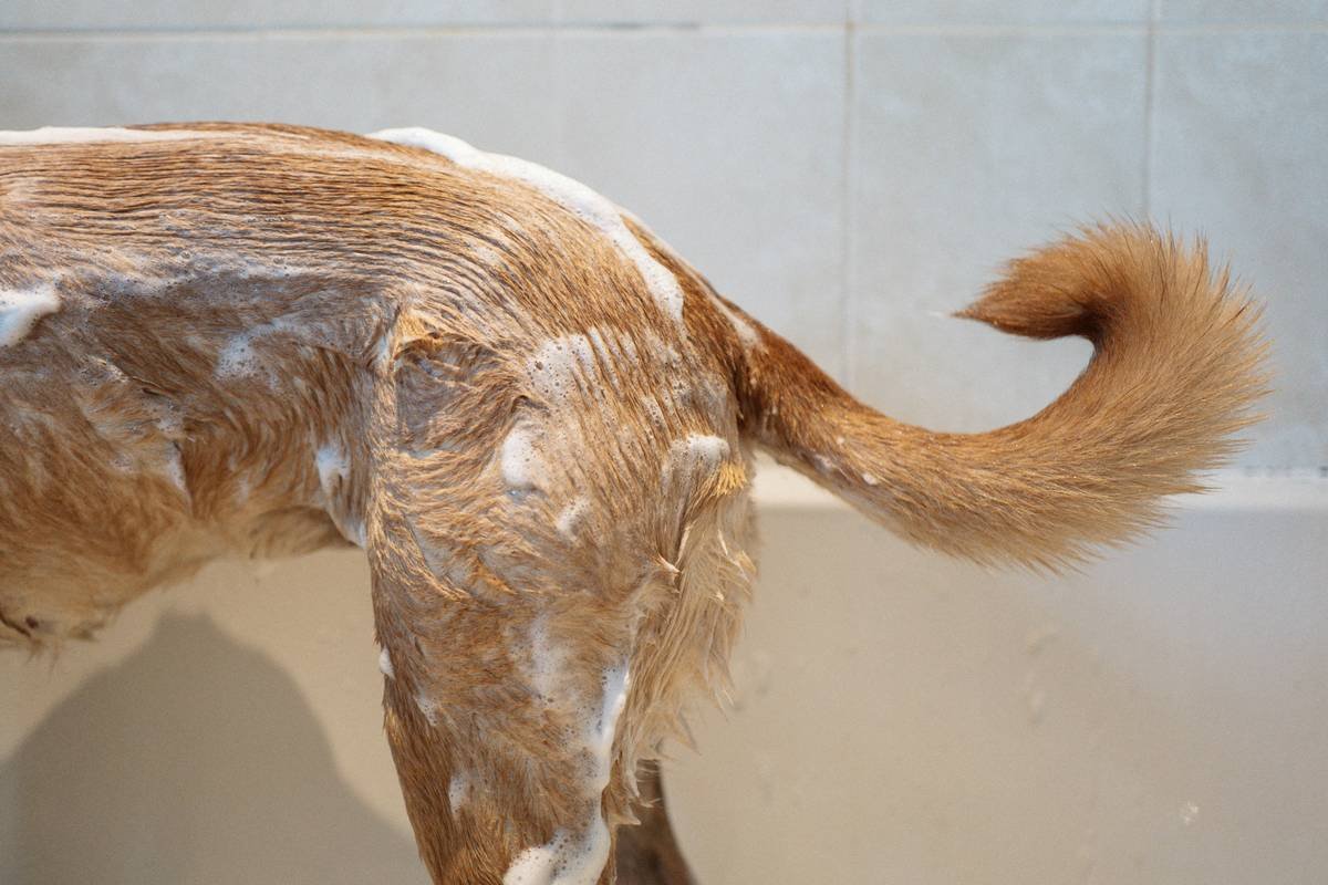 Why Your Dog’s Skin Is Itching (And Why a pH-Balanced Dog Bath Might Be the Fix)