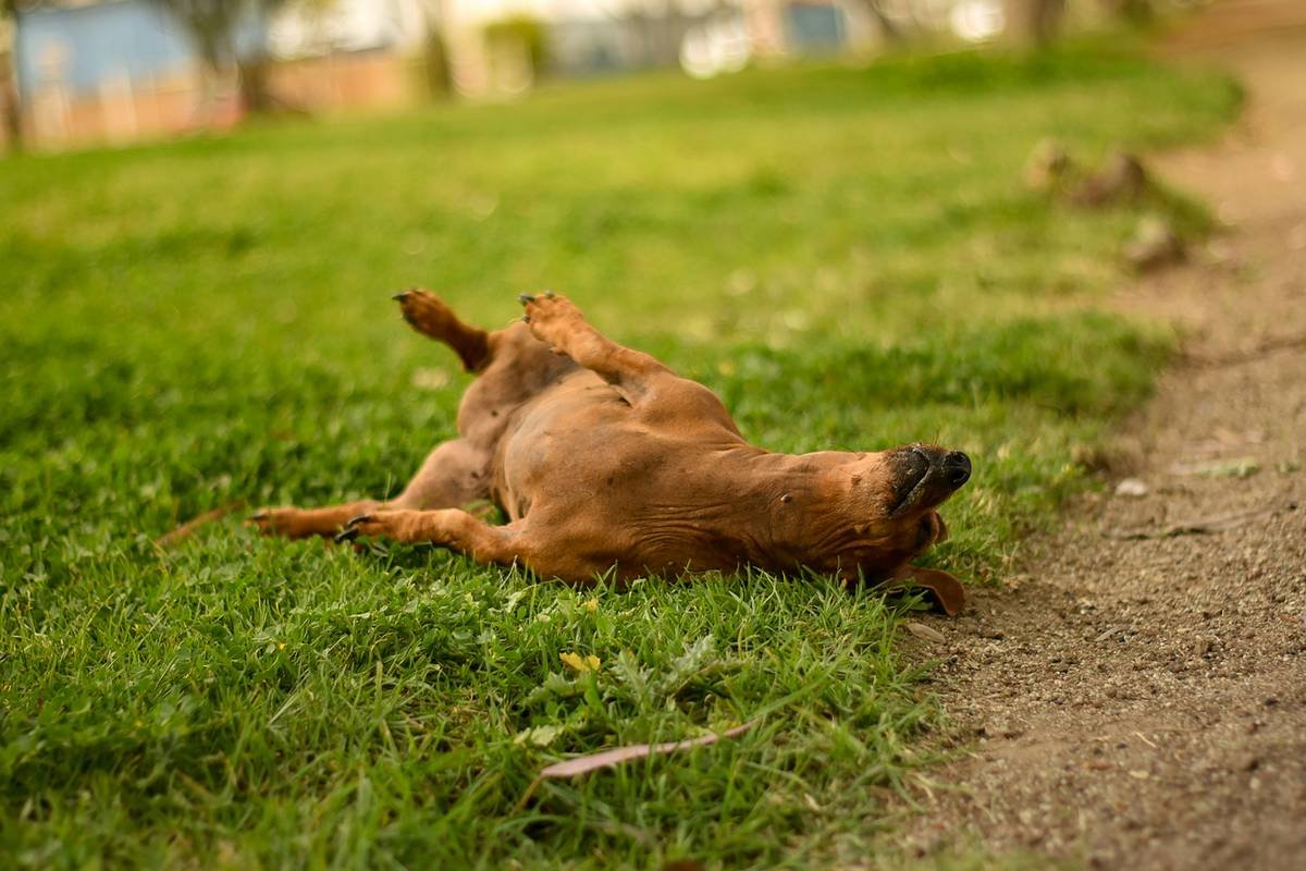 Why Your Dog Still Itches After Bathing: The Truth About Flea Guard Cleanser That Vets Won’t Admit