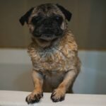 Why Your Dog Still Itches After Bathing: The Truth About Flea Blocker Cleanser That Actually Works
