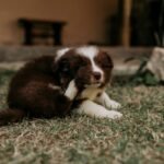 Why Your Dog Still Itches: The Truth About Flea Deterrent Cleanser That Vets Wish You Knew