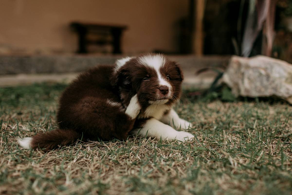 Why Your Dog Still Itches: The Truth About Flea Deterrent Cleanser That Vets Wish You Knew