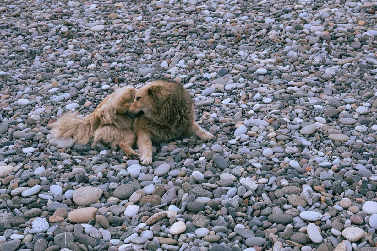 Why Your Dog Still Itches: The Truth About Flea Elimination Cleanser That Vets Don’t Always Tell You