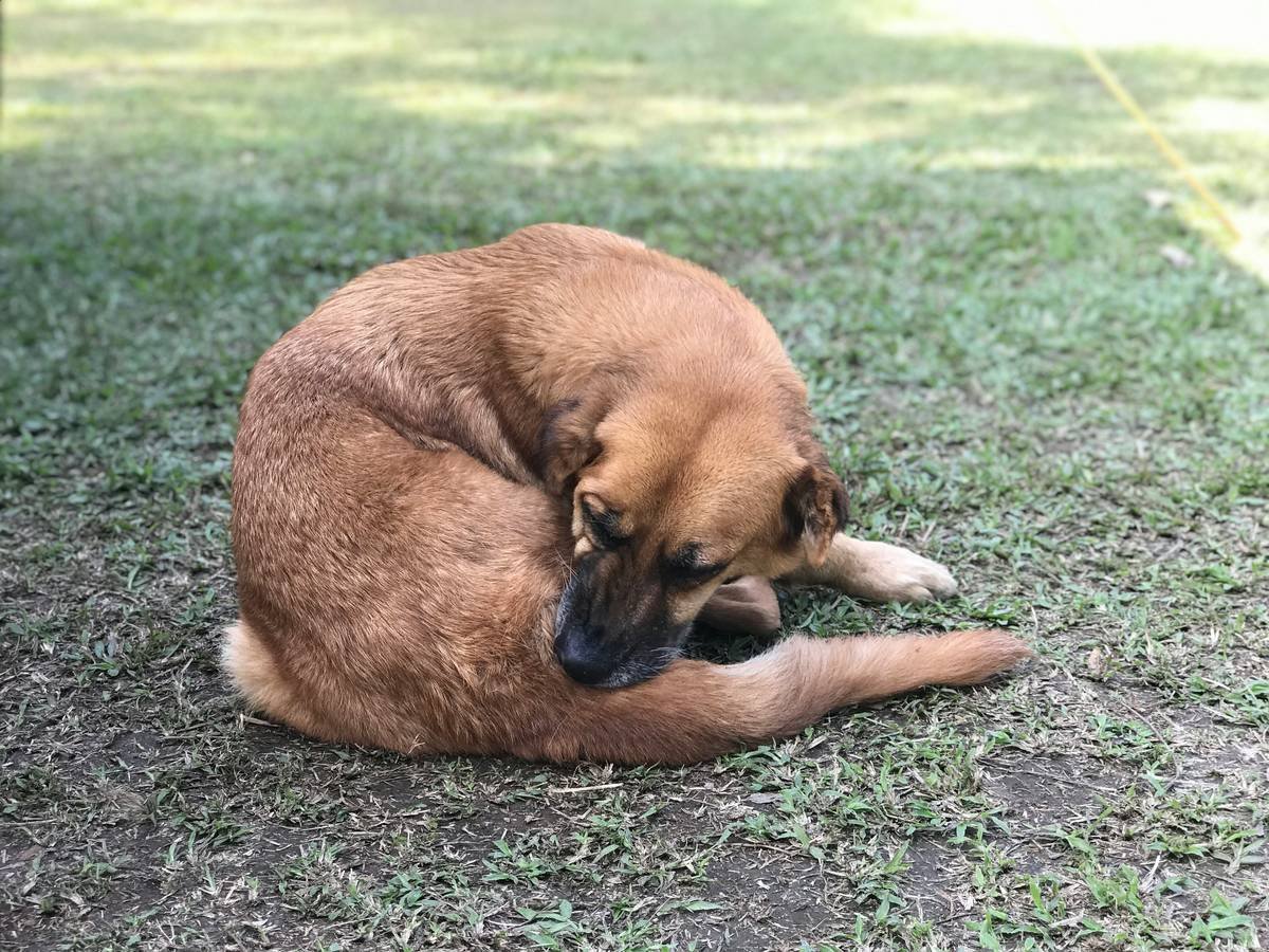a brown dog laying on top of a lush green field