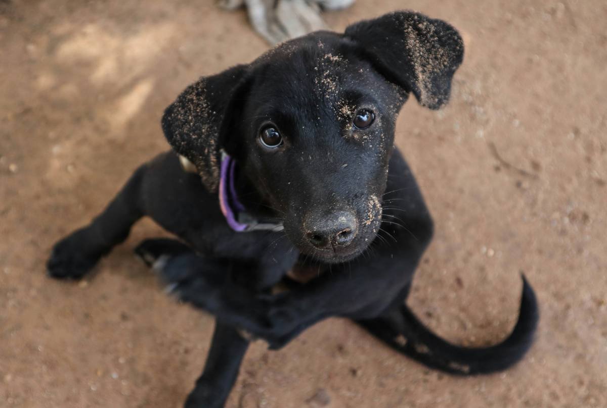 A cute black dog is scratching