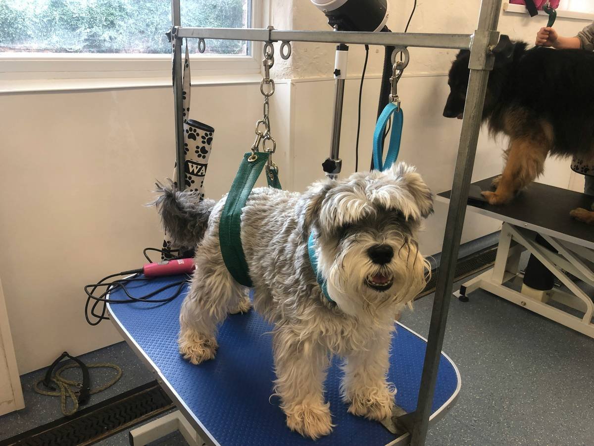 a dog on a swing