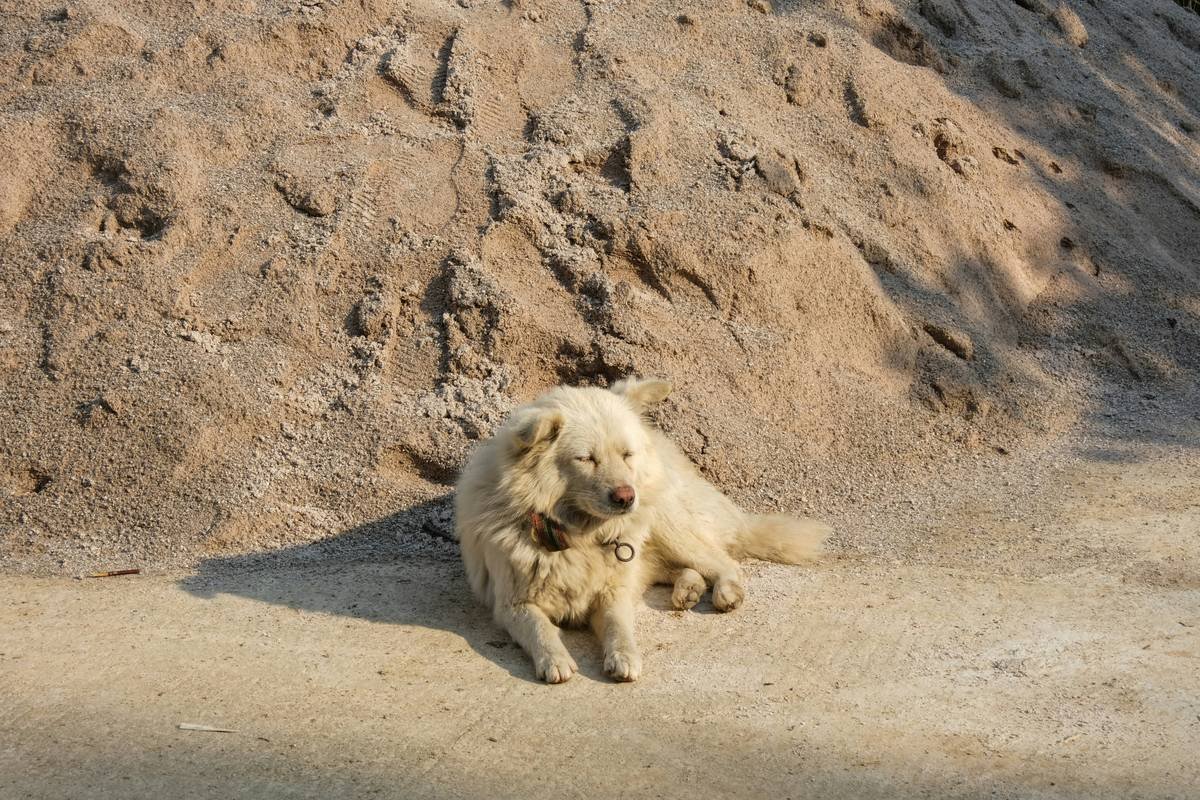 A fluffy white dog rests near a sandy hill.