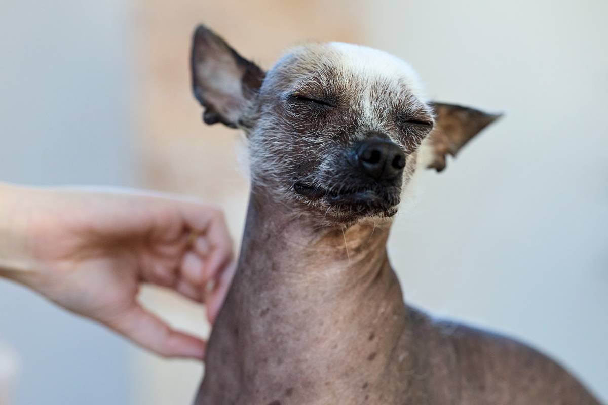A hairless dog, Chinese Crested, closes its eyes in contentment as it enjoys a gentle scratch from a human hand. Its sparse fur and unique skin texture are visible.