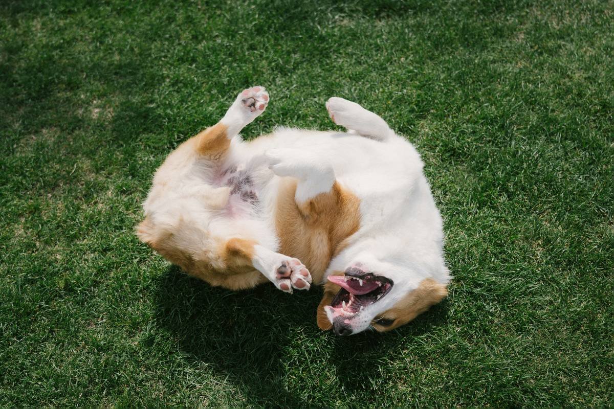 A Pembroke Welsh Corgi playfully rolls on its back on a sunlit green grass lawn, showing its belly and paws in a relaxed, joyful pose.