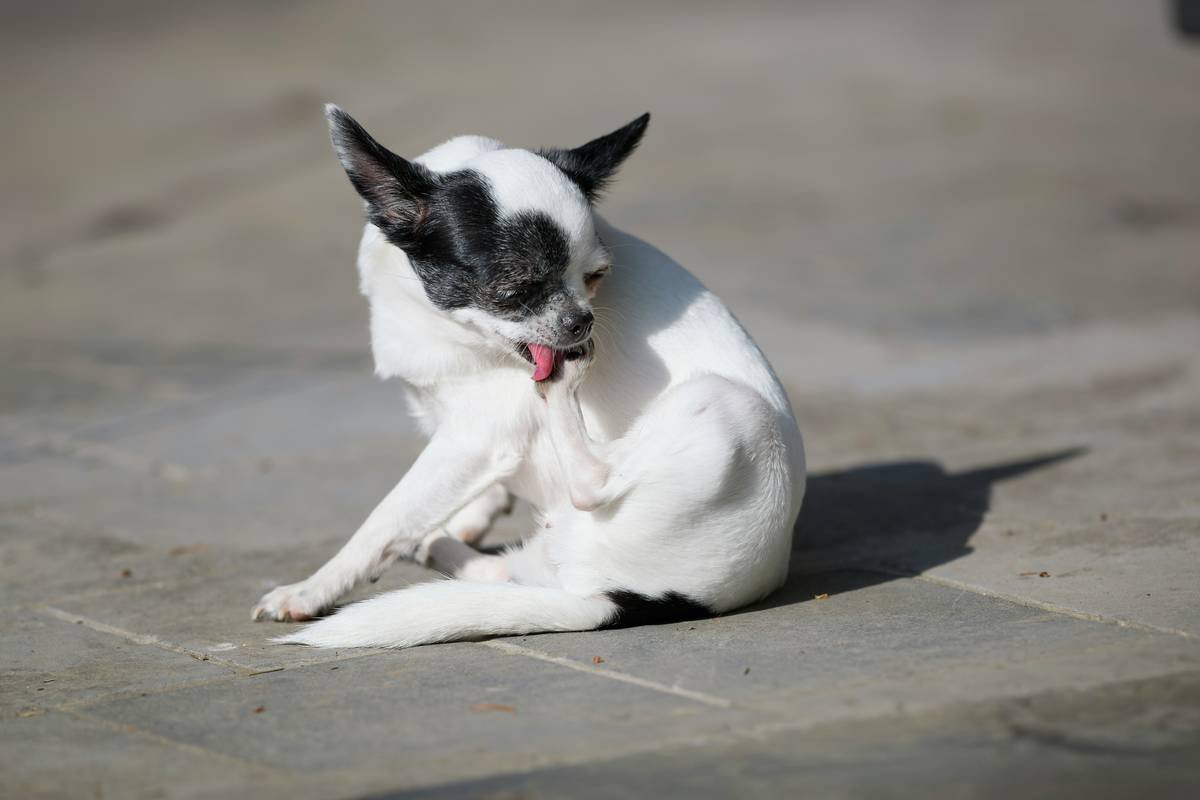 A small black and white Chihuahua-like dog meticulously grooms its paw outdoors on a sunny day. The adorable canine is focused on licking its leg, showcasing its natural self-care habits.