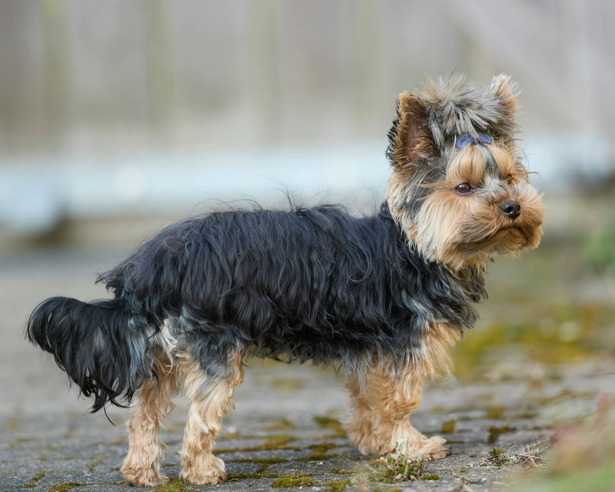 A small Yorkshire Terrier with a blue bow stands on a path, looking attentively to the right. Its long, dark and tan fur creates a charming outdoor portrait of a beloved pet.
