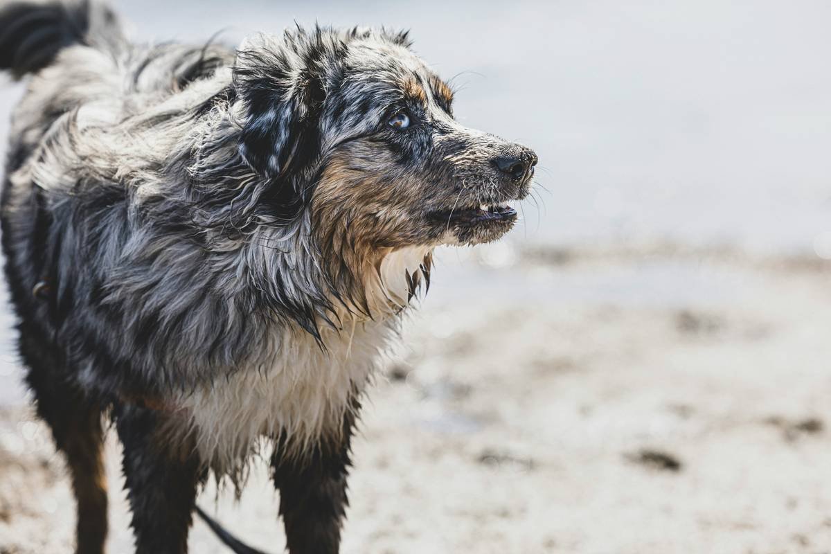 a wet dog standing on a beach next to a body of water