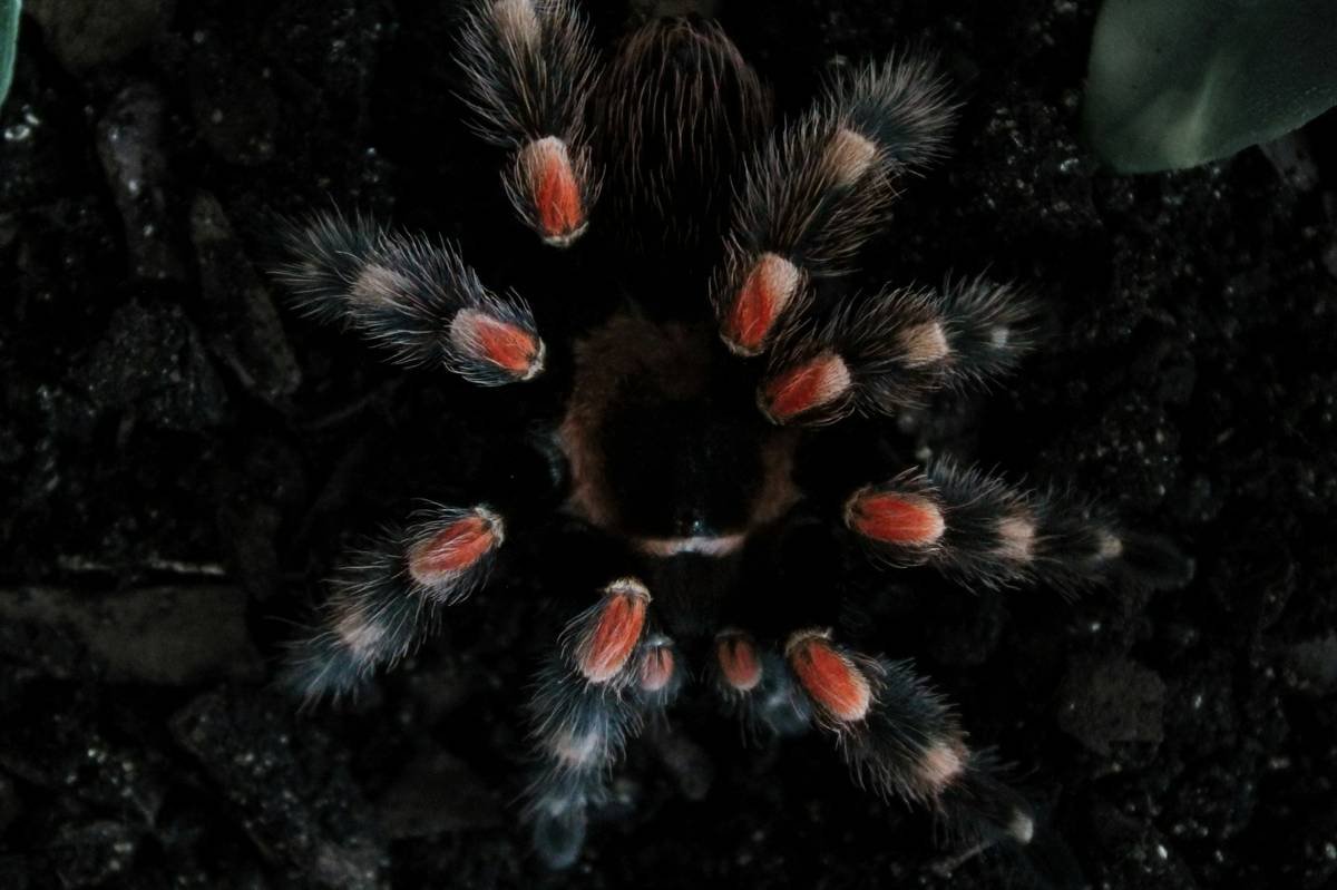 brachypelma hamorii / freshly molted