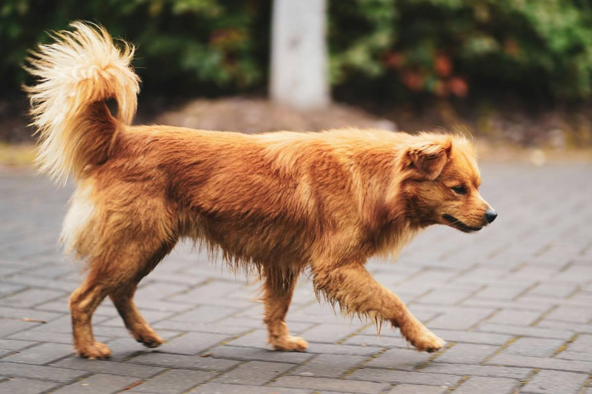 brown long coat medium dog walking on sidewalk during daytime