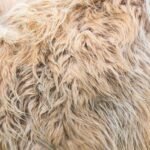 Coat Type Shampoo How to Train: The Groomer’s Guide to Matching Shampoo to Fur—and Teaching Your Dog to Love the Tub