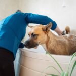 Coat Type Shampoo: What Do Dog Owners *Really* Need to Know?