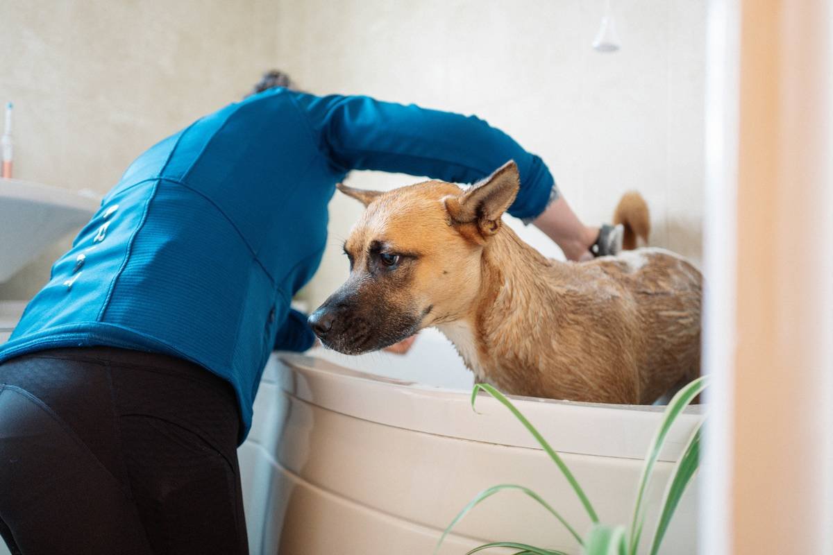 Coat Type Shampoo: What Do Dog Owners *Really* Need to Know?