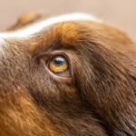 Coat Type Shampoo What Do Groomer? The Truth About Matching Shampoos to Your Dog’s Fur