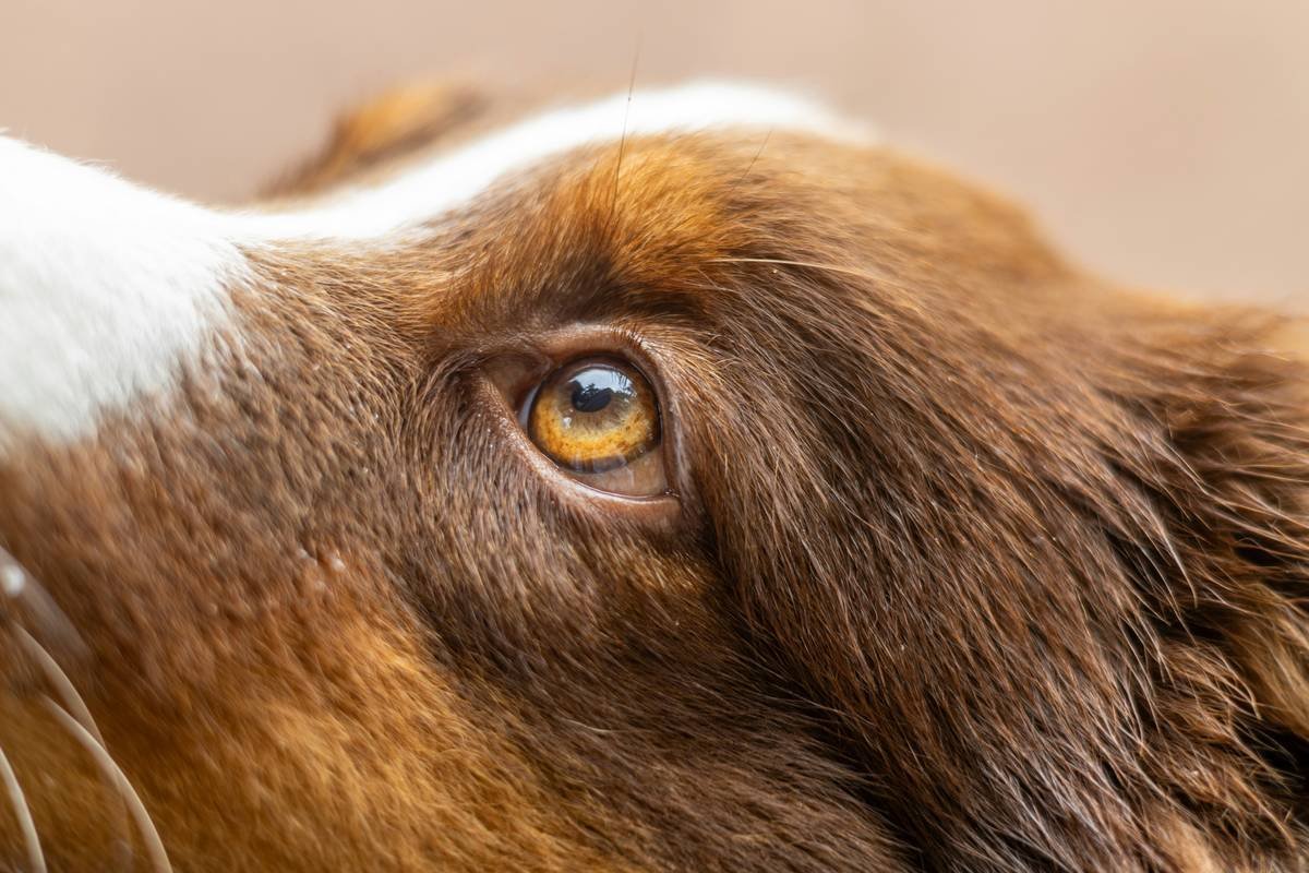 Coat Type Shampoo What Do Groomer? The Truth About Matching Shampoos to Your Dog’s Fur