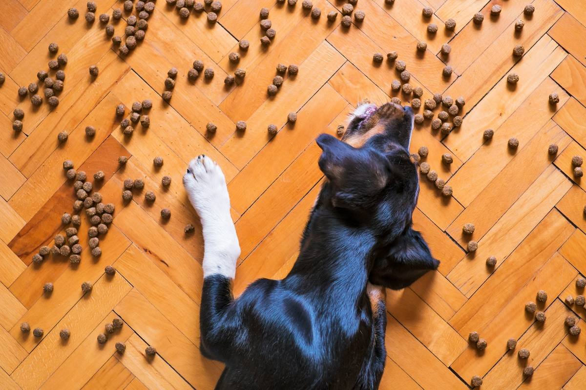 dog food,dog kibble,dry dog food,dog treat,pet food,dog,pet,dog eating,dog feeding,