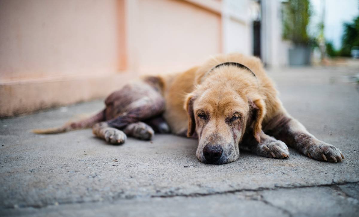 He may not look like much but he is king of this street. Mangy old dog...