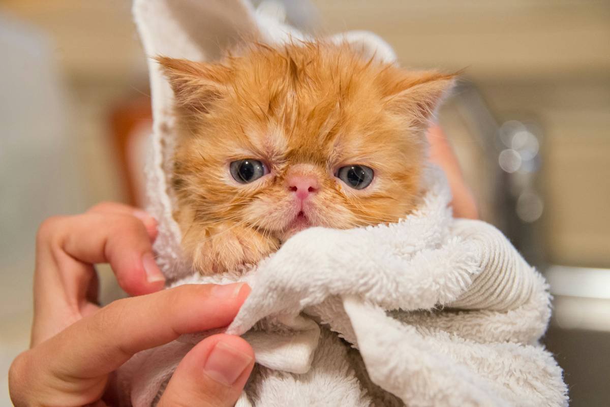 Infographic comparing human vs. feline skin pH levels and effects of mismatched shampoos on long-haired cats