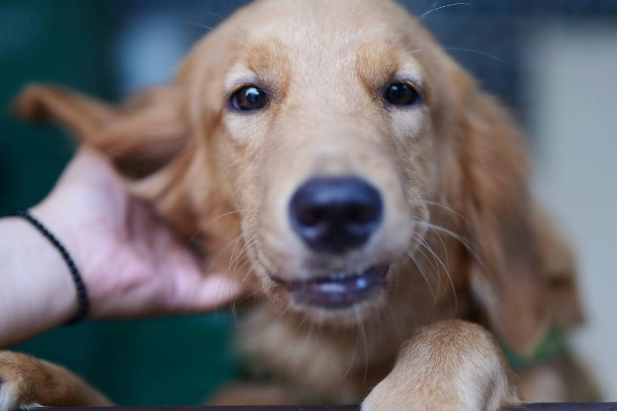 Scratch my ear, dog,