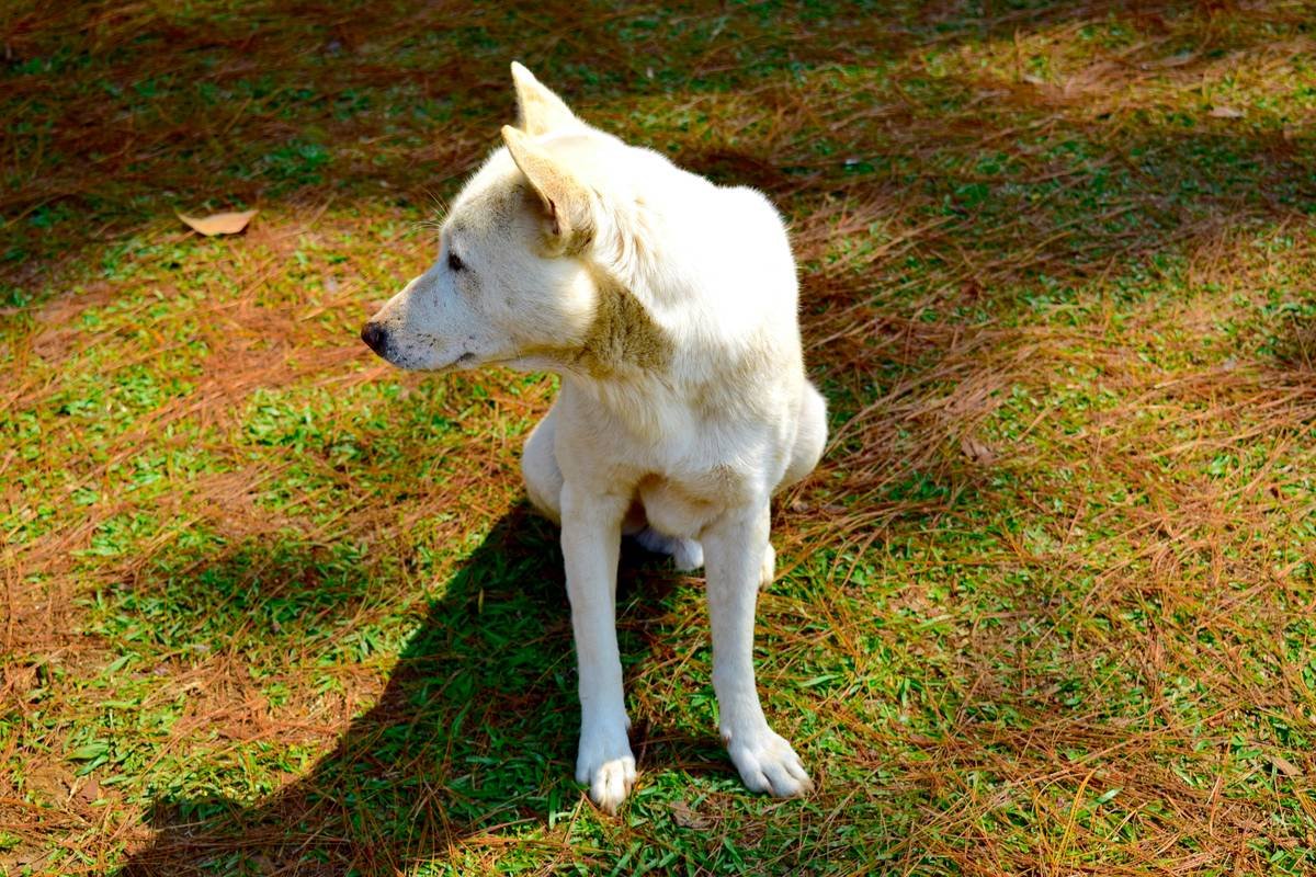 White dog in Pang Oung at Mae Hong Son are friendly with tourists.