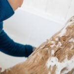 Why Your Dog’s Flea Shampoo Isn’t Working (And What Actually Does)