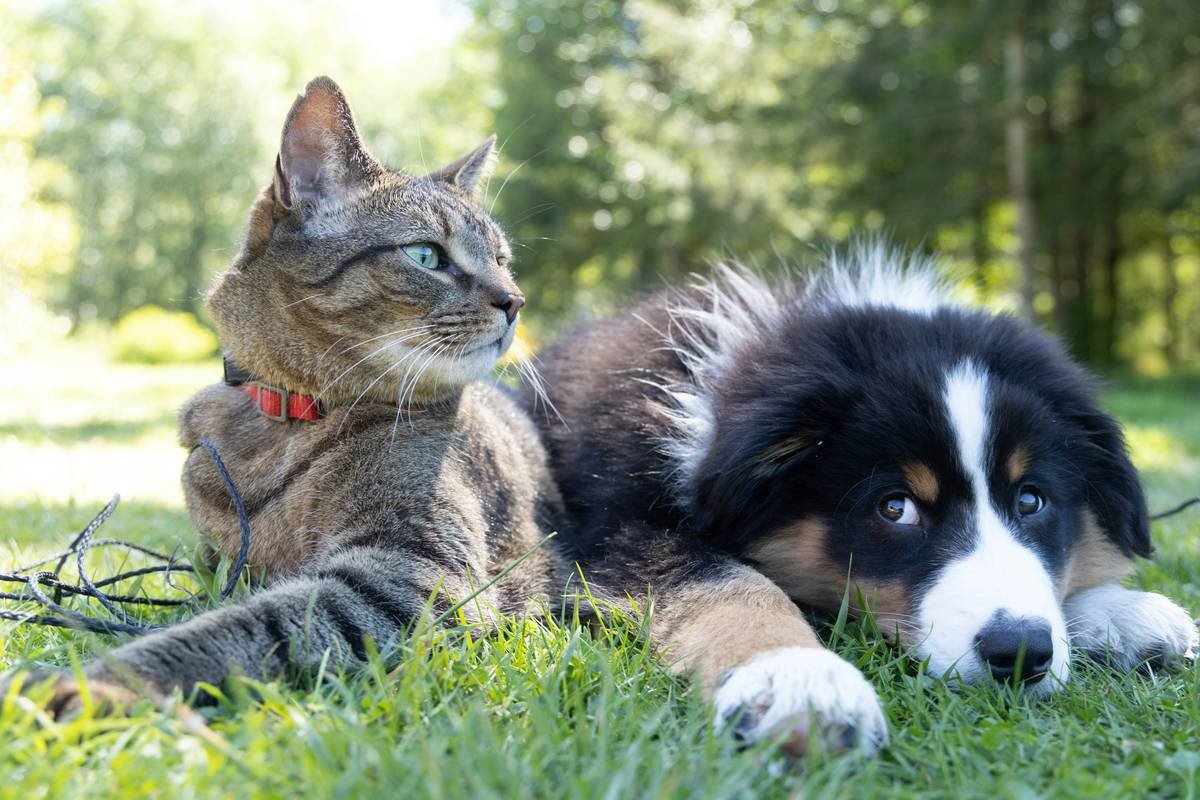 Why Your Dog’s Still Scratching: The Truth About Flea Shampoo for Dogs Tractor Supply (And What Actually Works)