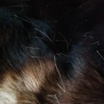 flea shampoo for dogs asda: Why What’s on the Shelf Might Be Failing Your Pup