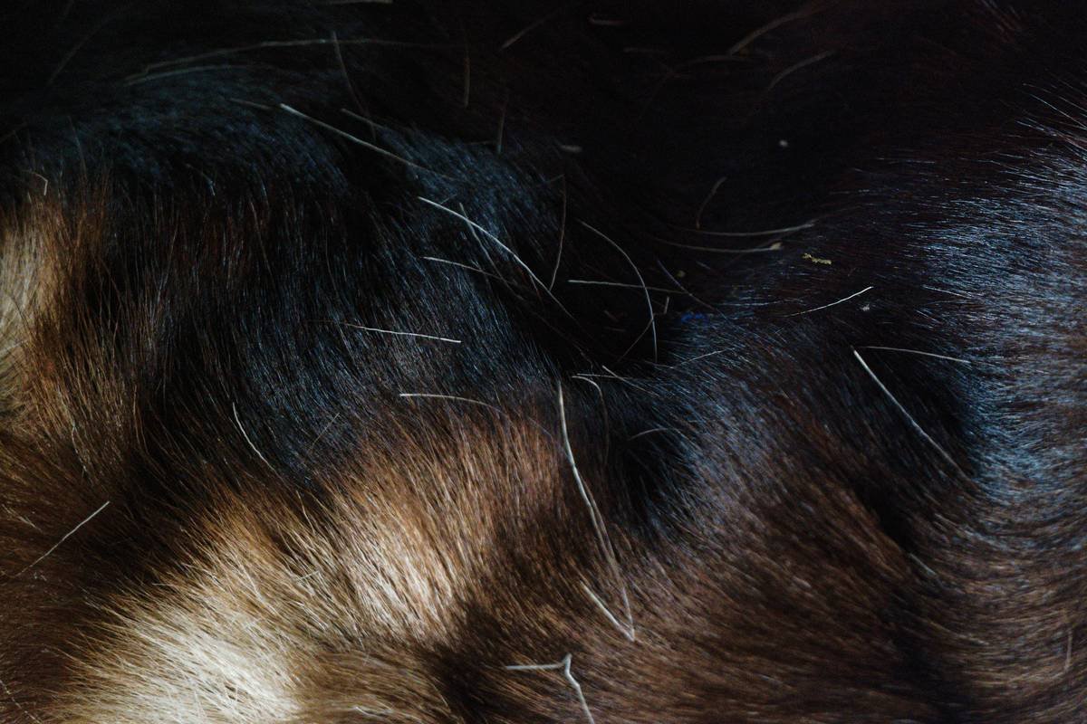 flea shampoo for dogs asda: Why What’s on the Shelf Might Be Failing Your Pup