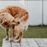 Flea Shampoo for Dogs Australia: What Actually Works (And What’s Just Marketing Hype)