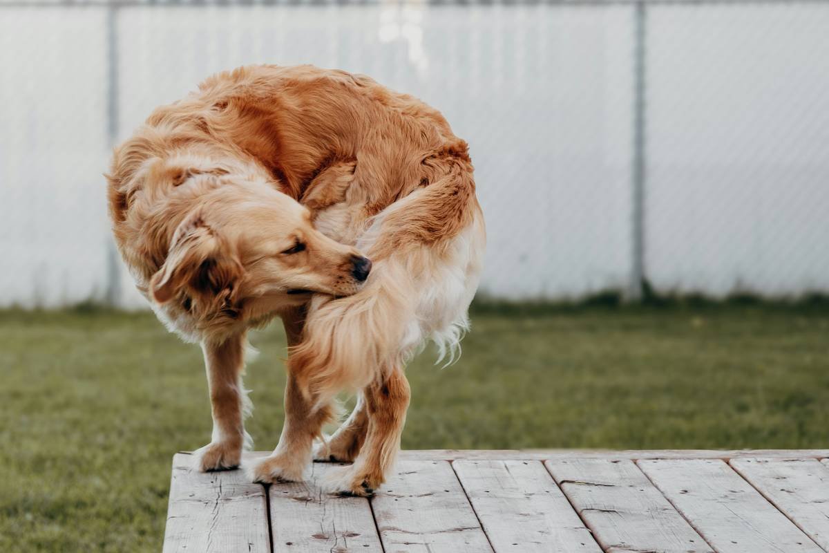 Flea Shampoo for Dogs Australia: What Actually Works (And What’s Just Marketing Hype)