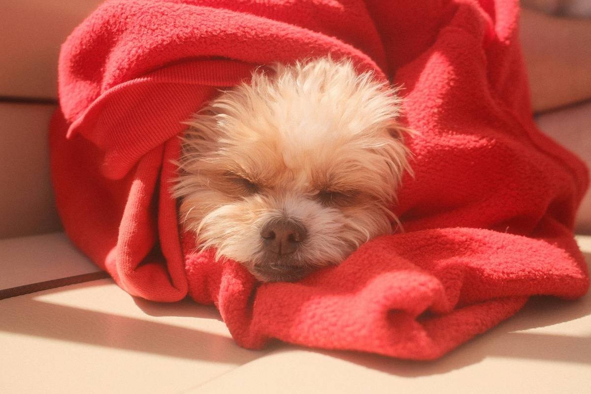 Close-up of groomer applying shampoo for long hair to dog's coat with proper technique