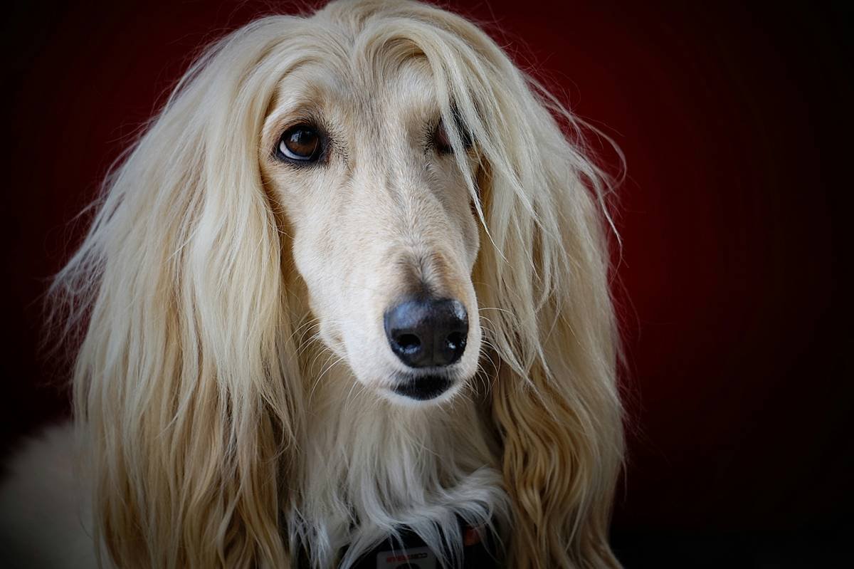 Infographic comparing pH levels, ingredients, and effects of generic vs. long-coat-specific dog shampoos