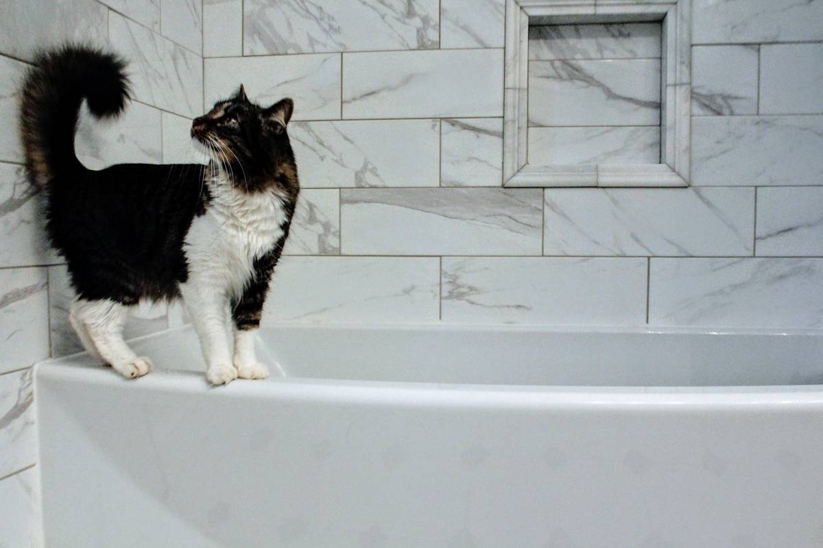 The Ultimate Guide to Choosing the Right Coat Type Shampoo for Long-Haired Cats