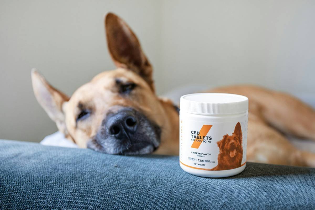 Why pH Balanced Pet Shampoo Is the Only Choice for Healthy Skin