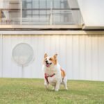 Why You Need a Dead Dog pH Balanced Shampoo—And What Most Pet Owners Get Wrong