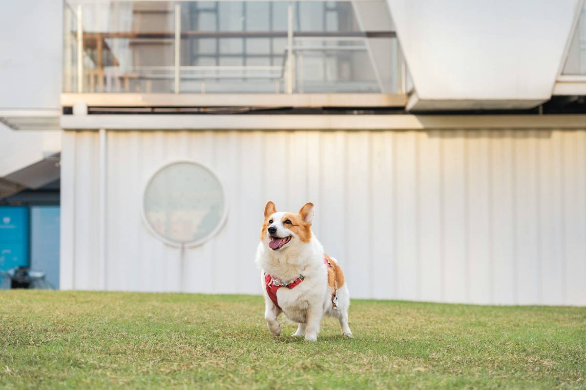 Why You Need a Dead Dog pH Balanced Shampoo—And What Most Pet Owners Get Wrong